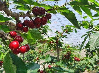 大連大櫻桃在滬開展產(chǎn)銷對接活動